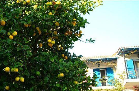Villa Fiorita Παλαιοκαστρίτσα Εξωτερικό φωτογραφία